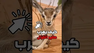 صوت الغزال ي ستخدم للتواصل مع قطيعه أو لتحذيرهم من الخطر ويتميز بنغمة عالية تساعد في الوصول 