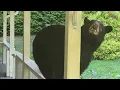 Bear Ruby Plus ca change