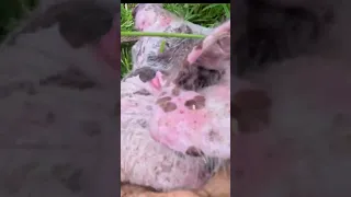 I ran down a wild island pig…