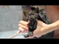 First Bath Ever Tiny Black Kitten s Funny Reaction