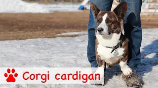Welsh corgi cardigan All about the breed