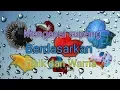 Download Lagu jenis cupang berdasarkan fisik dan warna