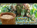 Download Lagu Gk Nyangka malah dapat kroto yang kek gini,,??
