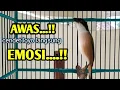 Download Lagu AWAS CENDET GACOR.! Bikin cendet loyo langsung emosi.