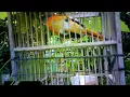 Download Lagu Burung Mantenan Sepah kecil