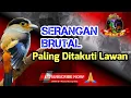 Download Lagu MASTERAN Burung Suara Kasar❗️Serangan Brutal Paling Ditakuti Lawan