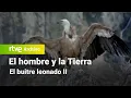 Download Lagu El hombre y la tierra: Capítulo 51 - El buitre leonado II | RTVE Archivo