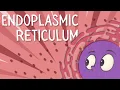 Endoplasmic reticulum Structure and function