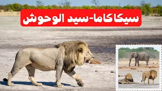 الحلقه الاكثر طلبا و الاقوي سيد الوحوش و ملك المملكه المتوحشه الاسد سيكاكاما 