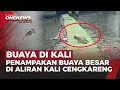 Lagu Kemunculan Buaya di Aliran Kali Cengkareng Bikin Resah, Diduga Lebih Dari Satu Ekor | OneNews Update