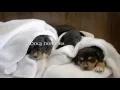 HOTEL BRATISLAVA puppy