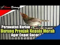 Download Lagu Perawatan Burung Prenjak Kepala Merah Agar Cepat Gacor - BONJOL KICAU