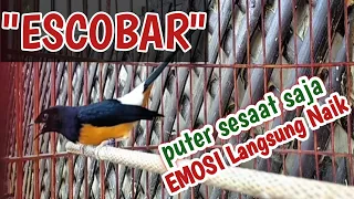 murai batu escobar fighter tinggi full materi pancingan cepat gacor rangsang emosi fighter