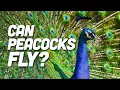 Can Peacocks Fly