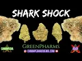 Shark Shock Strain Review - GreenPharms