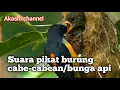 Lagu Suara pikat burung cabe-cabean/kemade bunga api