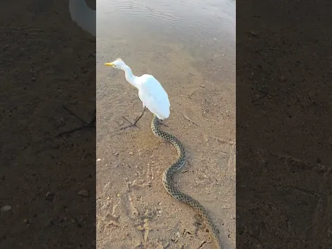 Water Snake vs Birds #shortvideo #youtubeshorts #trending