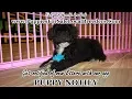 TOY POODLE PUPPIES FOR SALE GEORGIA LOCAL BREEDERS GWINNETT COUNTY GA