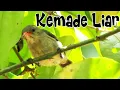 Download Lagu Burung Kemade Liar / Bangsit / Cabean Jawa Di Alam Bebas