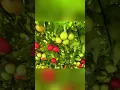 Download Lagu Buah tomat terbesar