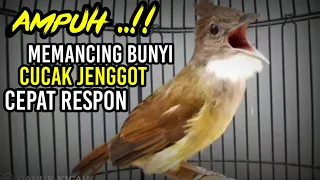 cucak jenggot jantan ampuh untuk pancingan