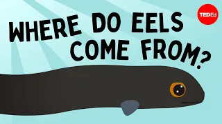 Download Eli the eel: A mysterious migration - James Prosek MP3