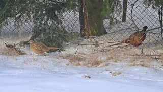 A Pheasant A Song Thrush And A Blackbird Bażant Drozd śpiewak I Kos  A Pheasant A Song Thrush And A Blackbird Bażant Drozd śpiewak I Kos