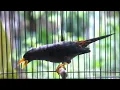 Download Lagu 🔴 Ocehan Jalak rio rio gacor Teler bikin naik birahi jalak rio rio muda hutan ‼