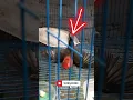 Download Lagu ADA YANG TAU KENAPA LOVEBIRD INI SEPERTI PESAWAT ❓#shorts