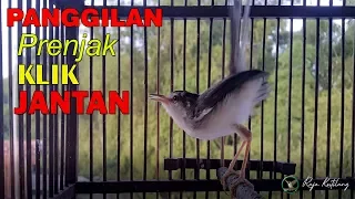 Download PANGGILAN Prenjak KLIK JANTAN Memancing Prenjak KLIK Agar Ikut GACOR dan NGEBERN MP3