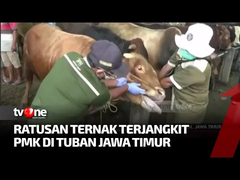 Sebanyak 115 Sapi di Tuban Terjangkit Wabah PMK