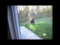 Bear Sighting In Westmoreland County