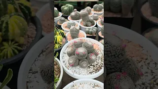 ของฝากแบบนี้มาได้ที่นี่ กับแคคตัสในการจัดสวนถาดเป็นของที่ระลึก
