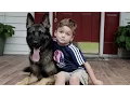 Download Lagu Loyal German Shepherd Helps Family With The Chores: SUPERPOWER DOGS