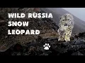 Download Lagu Berg Altai. Expeditie in de voetsporen van de sneeuwluipaard. De aard van Rusland. Wild Siberië.