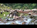 Lagu This is Sheep Shepherd Life | Sheep Herd Crossing the Raw Bridge | Real Nepali Life |