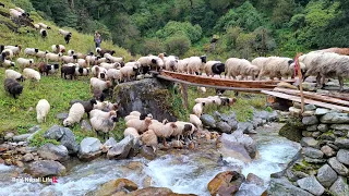 This Is Sheep Shepherd Life Sheep Herd Crossing The Raw Bridge Real Nepali Life 