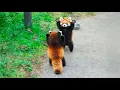 The Red Panda Is Adorable But Way Cooler Than You Think Facts 2025