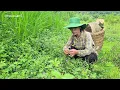 Download Lagu Survival in the rainforest of a woman kicked out of her home by her husband.