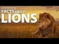Interesting Facts about Lions