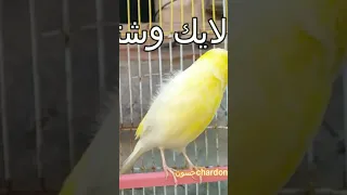 نداء أنثى الكناري لتحفيز الذكور والإناث بعد غيار ريش طائر الكناري Canarysinging 