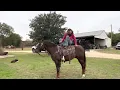 Chester - Platinum Equine Auction