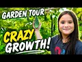 Come Tour My Garden Everything Is Growing So Fast Healthy