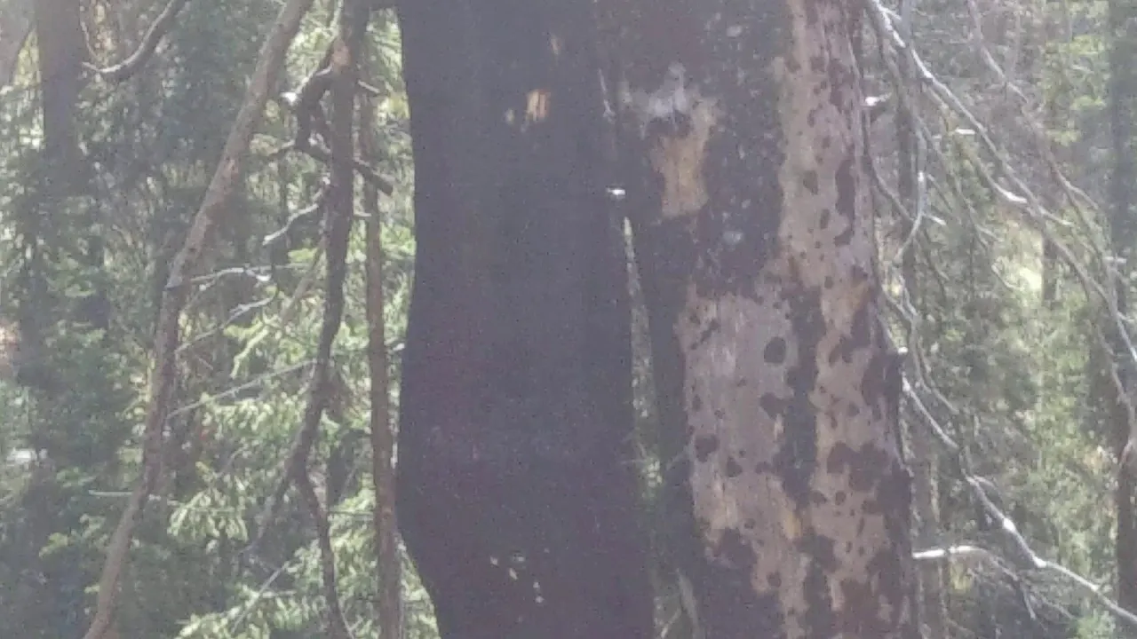 Plasma fired leopard skin trees in Montana - plasmology 101