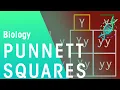 Punnett Squares Genetics Biology FuseSchool