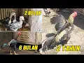 Download Lagu EPS 3 - Pertumbuhan Ayam Bangkok Mangon Jalak Hitam usia 0 sampai 2 Tahun - Timelapse Hidup Ayam