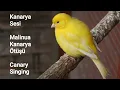Download Lagu Most Powerful Spectacular performance Malinua - Waterslager Canary singing  | 2 Hours