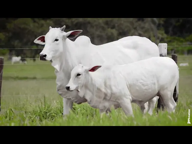 Novilha Nelore AFOM - 5211