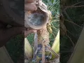 Lagu Coconut toddy tapping🌴🌴 interesting drink 😋😋928#trending#shorts