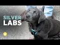 Silver Labrador Retrievers What You Need to Know